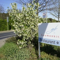 Restaurant Gaumenkitzel Radebeul